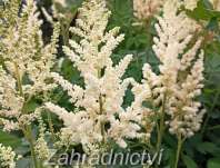 Astilbe chinensis Vision Inferno