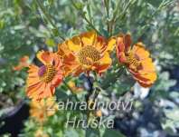 Helenium autumnale HayDay Orange