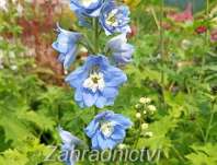 Delphinium Excalibur Light Blue / White Bee