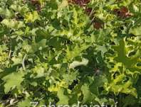Heuchera Rex Lime