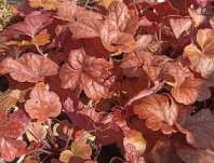 Heucherella Buttered Rum