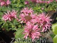 Monarda didyma Balmy Pink