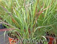 proso - Panicum virgatum 'Sangria'