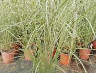 ozdobnice - Miscanthus sinensis 'Andante'