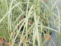 ozdobnice - Miscanthus sinensis 'Silberfeder'