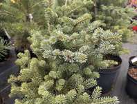 jedle - Abies koreana 'Magic Blue'
