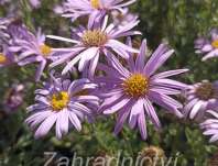 Aster amellus Rosa Erfulling