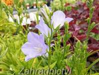Campanula persicifolia Earlion Blue