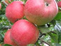 Jabloň Braeburn