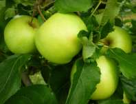Jabloň Orion