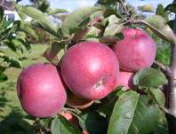 Jabloň Admirál