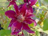 plamének - Clematis 'My Beauty'