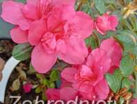 Azalea japonica 'Tornella'