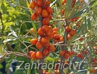 rakytník - Hippophae rhamnoides Leikora