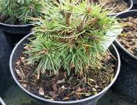 Borovice - Pinus banksiana 'Natalia'