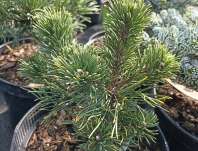 Borovice - Pinus densiflora 'Escalwood' Borovice - Pinus densiflora 'Escalwood'