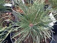 Borovice - Pinus mugo 'Dendria'