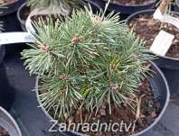 Borovice - Pinus mugo 'Little Boy'