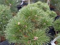 Borovice - Pinus nigra 'Vašula'