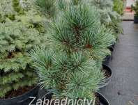Borovice - Pinus parviflora 'Azuma Yugiri'