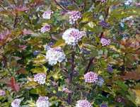tavola - Physocarpus opulifolius 'Magic Ball'