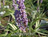 Liriope muscari Moneymaker