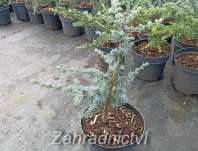 cedr - Cedrus atlantica 'Vosyka'