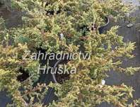 jalovec - Juniperus procumbens 'Kishiogima'