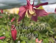Aquilegia caeruela Spring Magic Rose and Ivory
