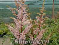 Astilbe japonica Peach Blossom