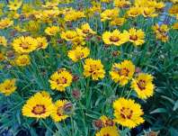 Coreopsis grandiflora Andiamo Yellow Red