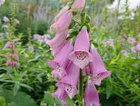 Digitalis purpurea Foxy