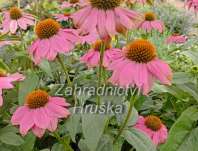 Echinacea purpurea PowWow Wild Berry