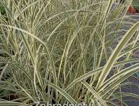 ozdobnice - Miscanthus sinensis 'Gracillimus Rigoletto'