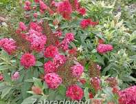 komule - Buddleja davidii 'Butterfly Candy® Little Ruby'