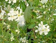 hroznovec - Exochorda racemosa 'Blushing Pearl'