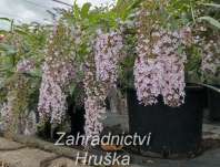 komule - Buddleja davidii 'Wisteria Lane'