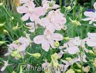 Delphinium grand. Ocean Pink
