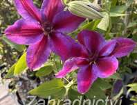 plamének - Clematis 'Akaishi'