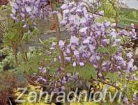 vistárie - Wisteria sinensis 'Caroline' (syn. Amethyst )