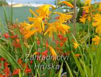 Crocosmia George Davidson