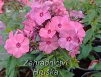 Phlox paniculata Sweet Summer Orange Rose