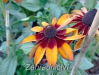 Rudbeckia hirta Autumn Colours