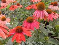 Echinacea Lakota Red