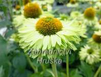 Echinacea SunSeekers Apple Green