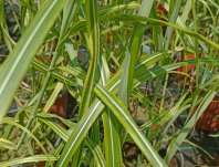 ozdobnice - Miscanthus sinensis 'Goldfeder'