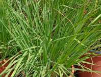 bezkolenec - Molinia careuela 'Heidebraut'