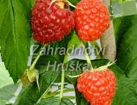 Maliník Delniwa Maliník Delniwa