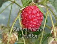 Maliník Autumn Bllis Maliník Autumn Bllis