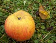 Jabloň Boskoopské červené